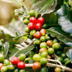 Chlorogenic Acid Java Burn ingredient3