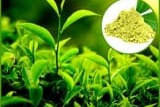  Green Tea  Extract  Java Burn ingredient2